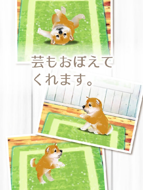 治愈系柴犬育成