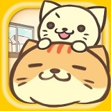 猫咪的一生